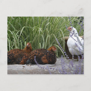 Postal De Invitación Hen Fiesta Postcard