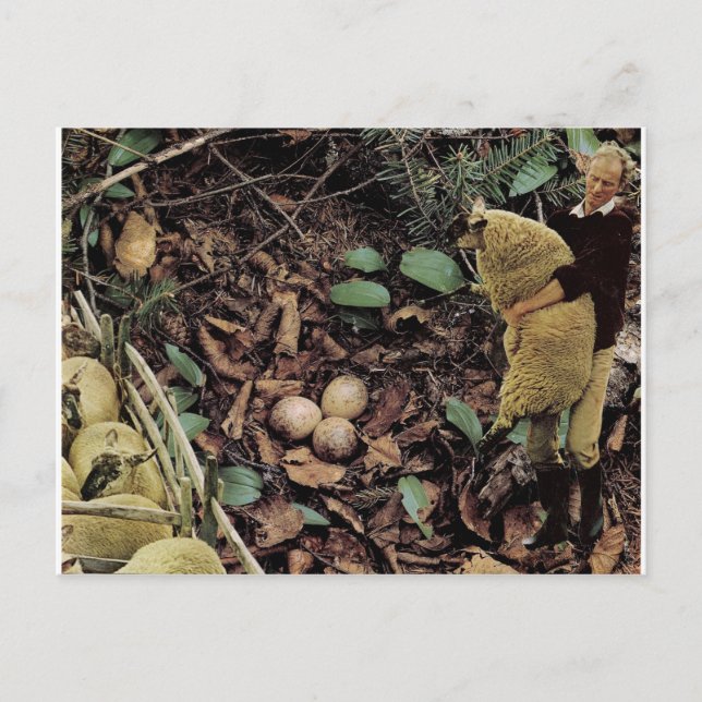 Postal De Invitación Huevos de oveja - (Anverso)