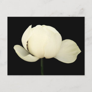 Postal De Invitación Lotus Bud