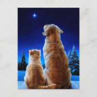 Milagro de Navidad de gato y perro
