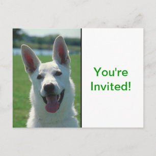 Postal De Invitación Perro pastor alemán blanco