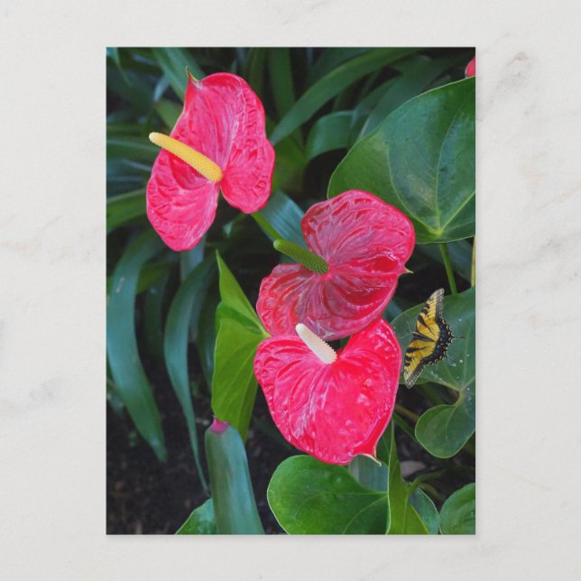 Postal De Invitación Planta de antrurio del corazón rojo (Anverso)