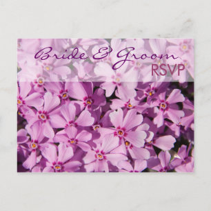 Postal De Invitación Púrpura Phlox ・ Postcard RSVP