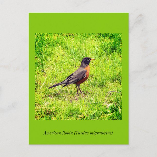 Postal De Invitación Robin estadounidense (Anverso)
