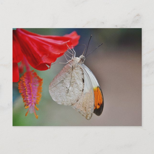 Postal De Invitación Romántico Safari Floral Bridal Shower destino de p (Anverso)