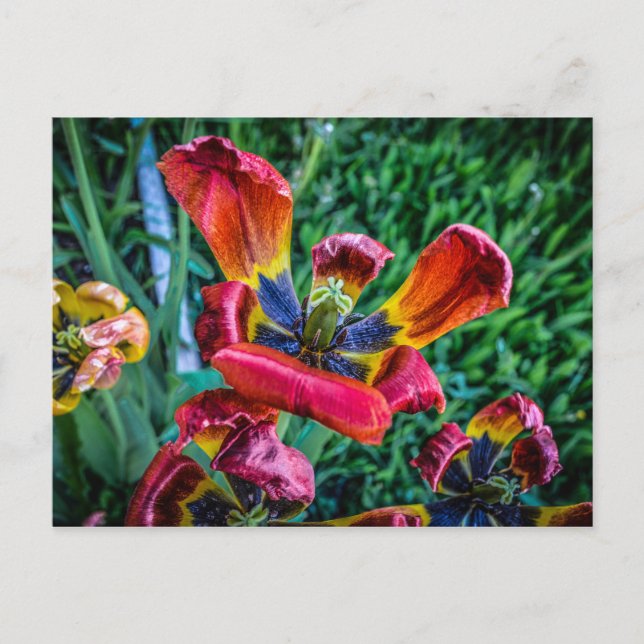 Postal De Invitación Romántico Safari Floral Bridal Shower destino de p (Anverso)