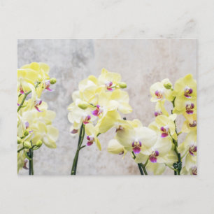 Postal De Invitación Romántico Safari Floral Invitado Bridal Ducha Dest