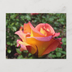 Postal De Invitación Rosa