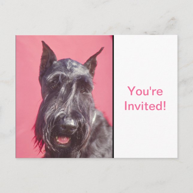 Postal De Invitación Terrier escocés (Anverso)