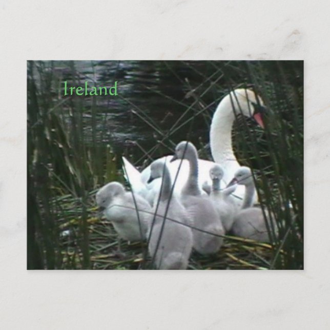 postal de Irlanda (Anverso)