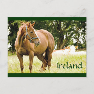 postal de Irlanda (caballo en campo)