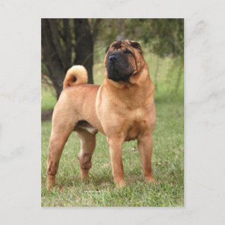 POSTAL DE JAYS DEL EL