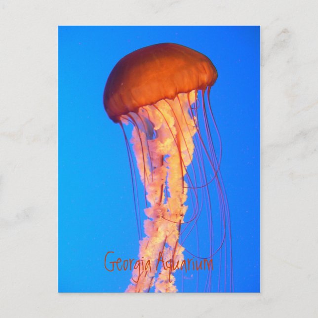 Postal de Jellyfish (Anverso)