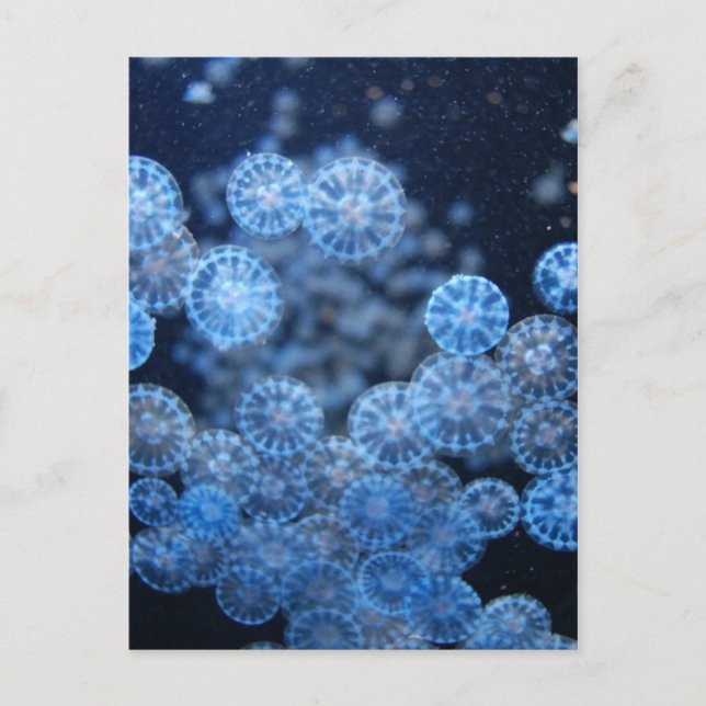 Postal de Jellyfish (Anverso)