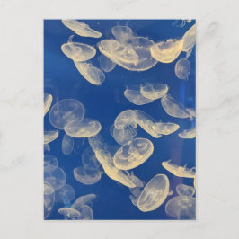 Postal de Jellyfish