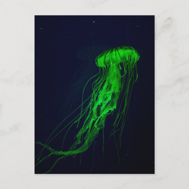 Postal de Jellyfish (Anverso)