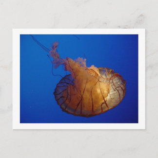 Postal de Jellyfish