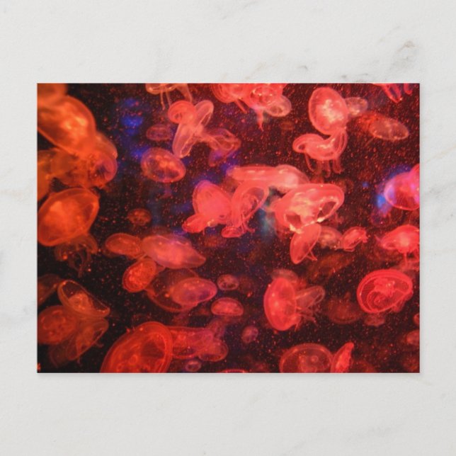 Postal de Jellyfish (Anverso)