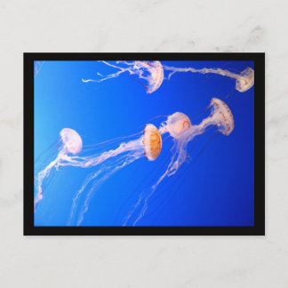 Postal de Jellyfish