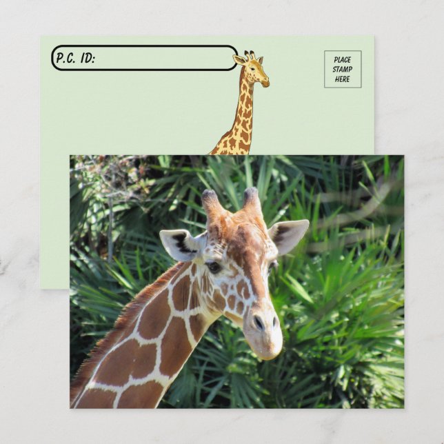 Postal de jirafa de gran belleza (Anverso / Reverso)