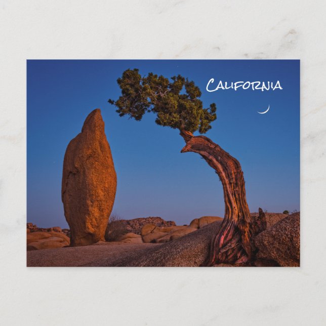 Postal de Joshua Tree California (Anverso)