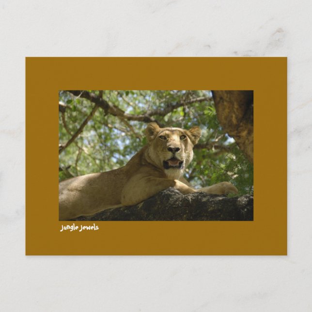 Postal de joyas de la jungla (Anverso)