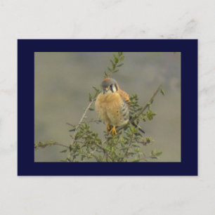 Postal de Kestrel 1 estadounidense