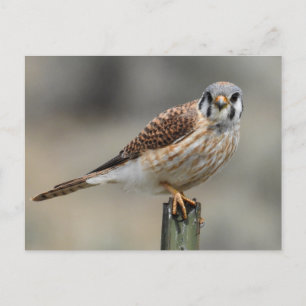 Postal de Kestrel estadounidense