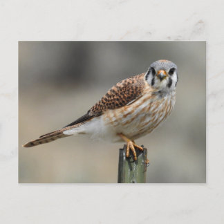 Postal de Kestrel estadounidense