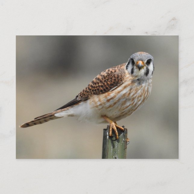 Postal de Kestrel estadounidense (Anverso)