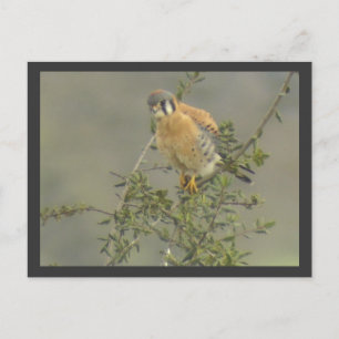 Postal de Kestrel estadounidense