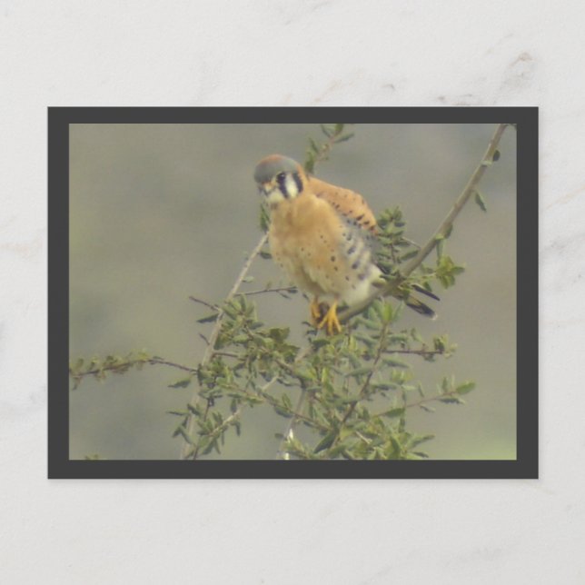 Postal de Kestrel estadounidense (Anverso)
