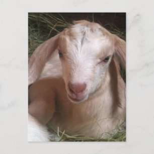 Postal de Kid Goat