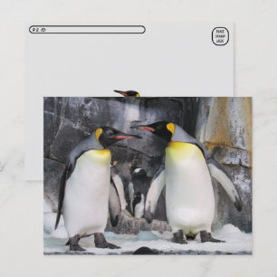 Postal de King Penguins