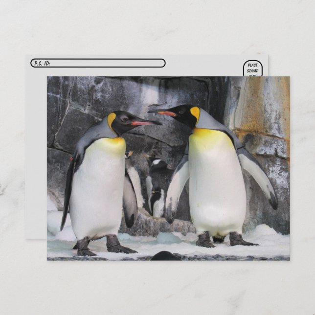 Postal de King Penguins (Anverso / Reverso)