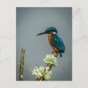Postal de Kingfisher