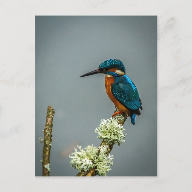 Postal de Kingfisher (Anverso)