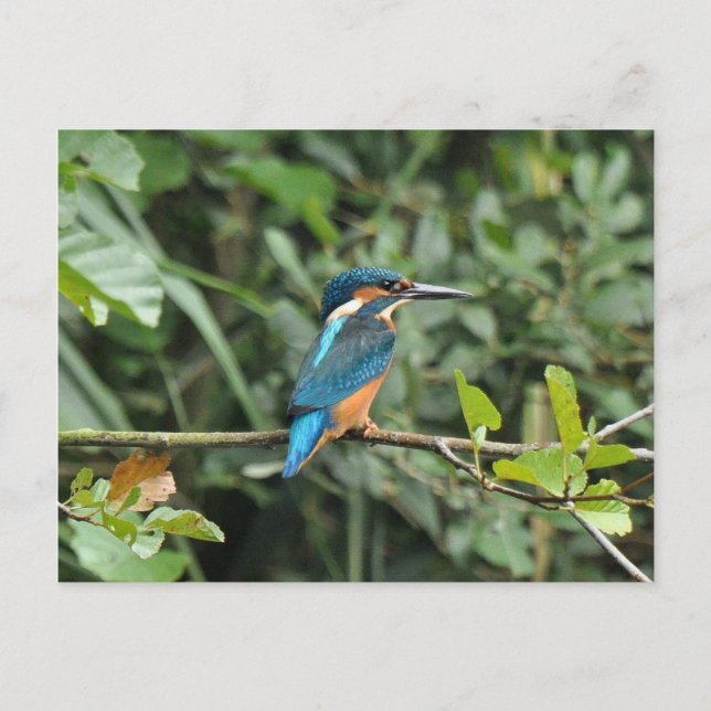 postal de Kingfisher (Anverso)