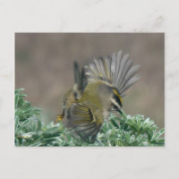 Postal de Kinglet coronada de oro