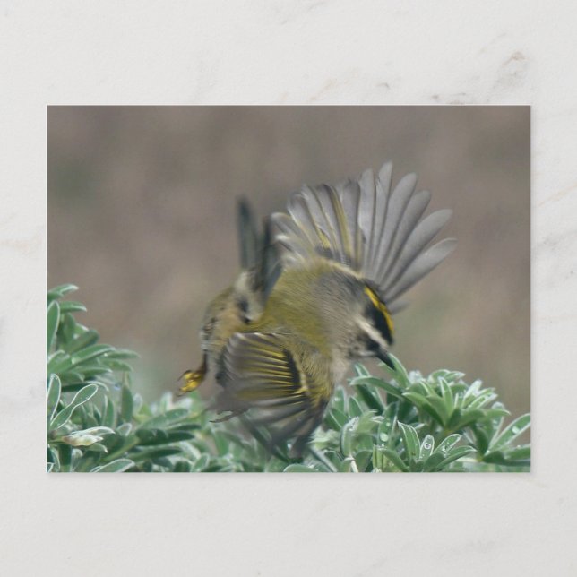 Postal de Kinglet coronada de oro (Anverso)