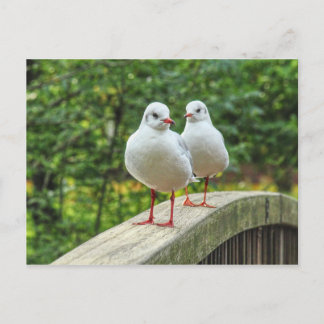 Postal de Kittiwakes de Piernas Rojas