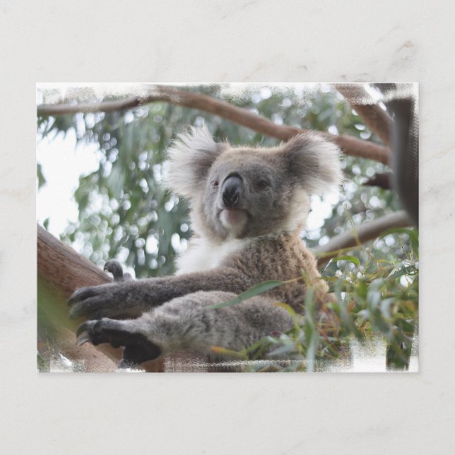 Postal de Koala (Anverso)