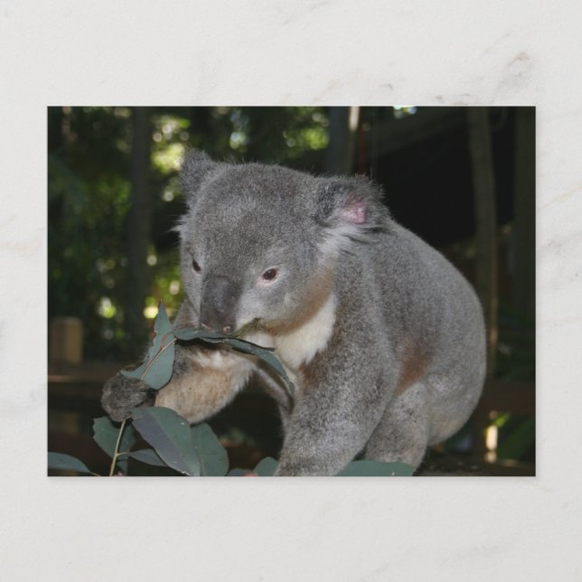 Postal de Koala (Anverso)