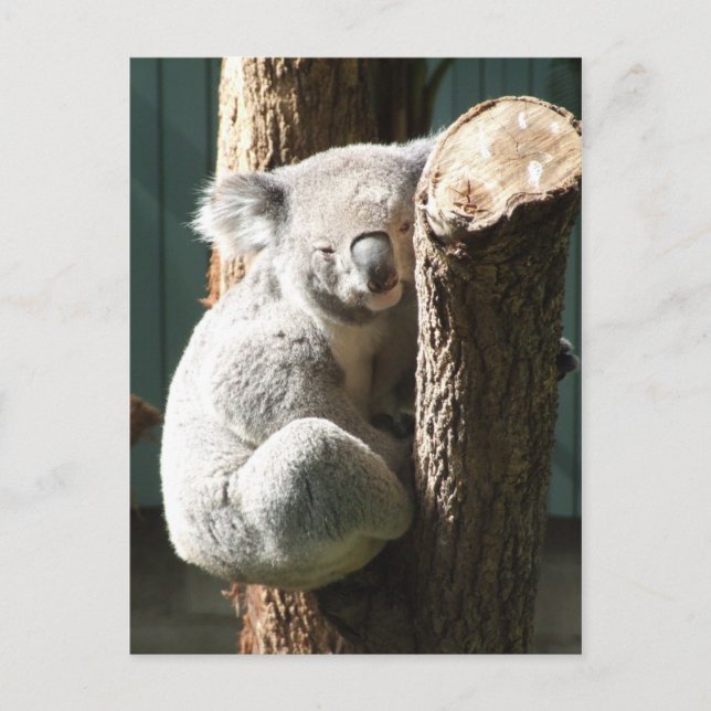 Postal de Koala (Anverso)