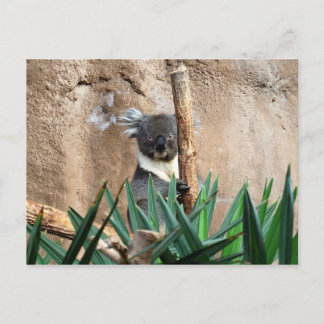 Postal de Koala