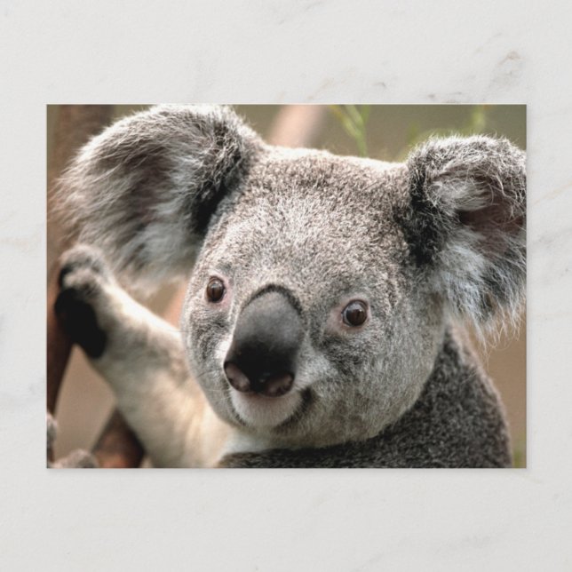 Postal de Koala (Anverso)