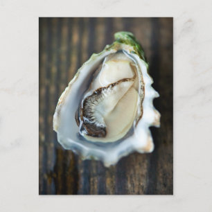 Postal de Kumamoto Oyster