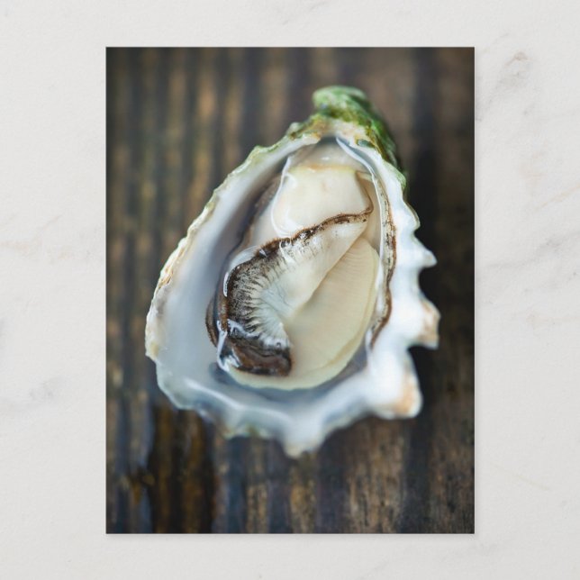 Postal de Kumamoto Oyster (Anverso)
