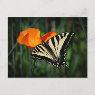 Postal de la amapola de California de la mariposa