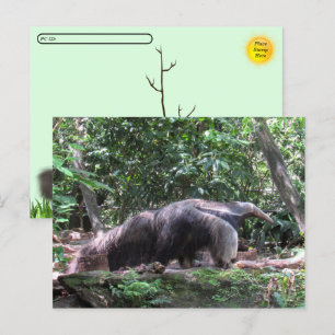 Postal de la Anteatra Gigante de Posttravesía